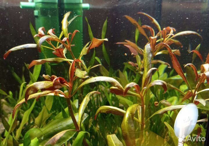 Альтернатера Лилацина