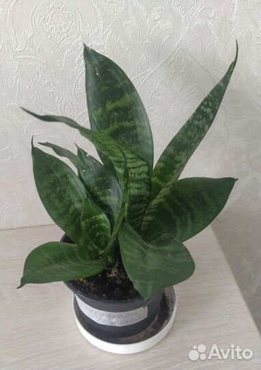 Комнатные цветы