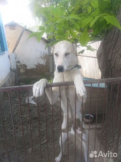 Отдам бесплатно в хорошие руки. Годовалый алабай