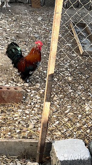 Китайский петух