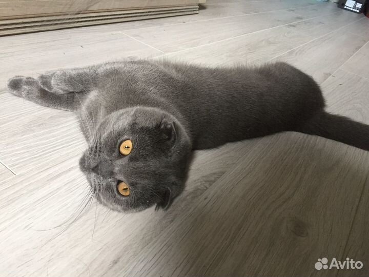 Шотландский кот вязка
