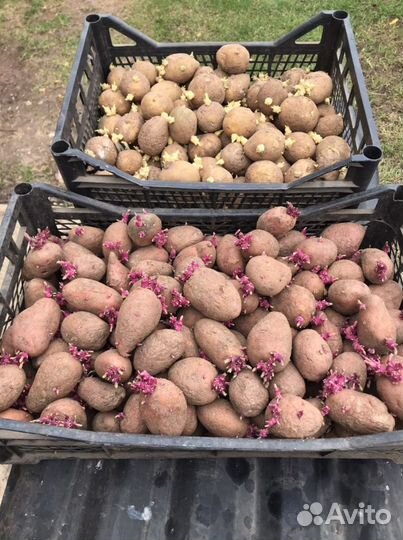 Семенной картофель