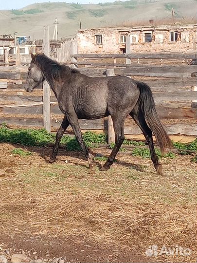 Продам 3-х годовалый жеребчиков