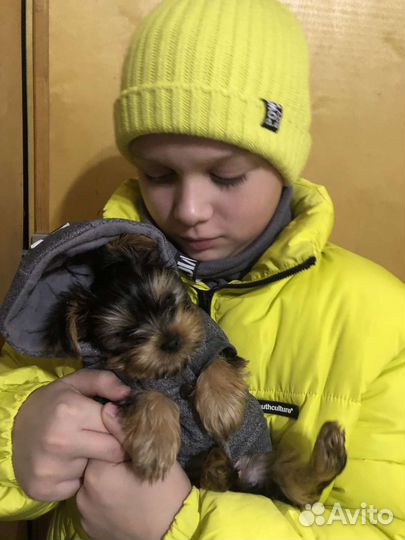 Куртка для собаки, S, 20см