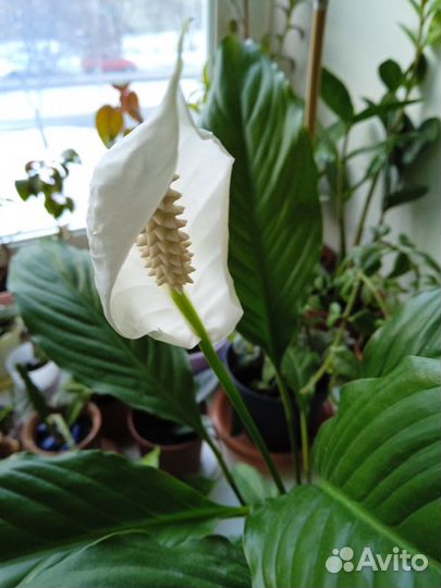 Спатифиллум или женское счастье