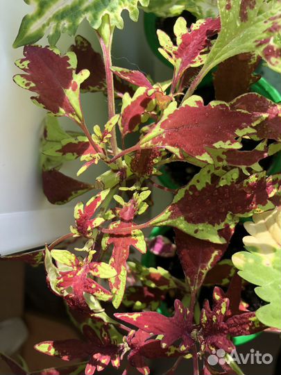 Колеусы вегетативные