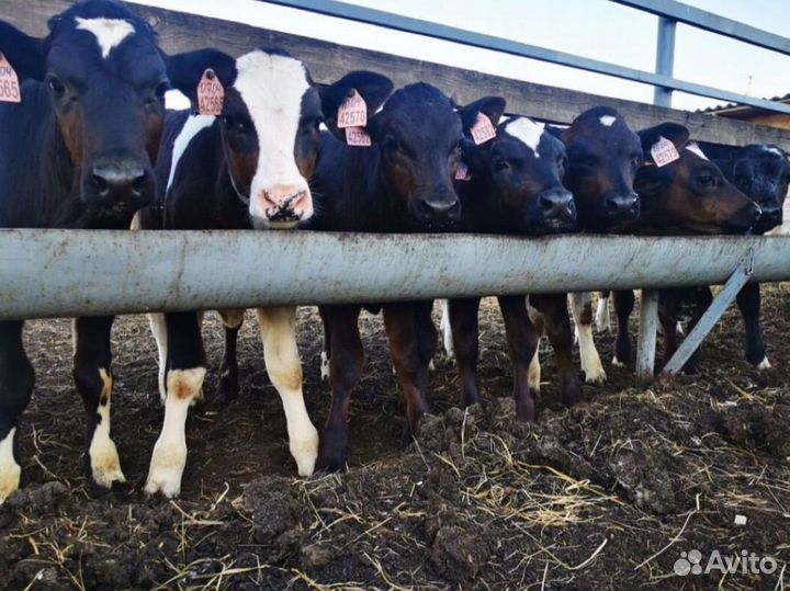 Бычки на откорм