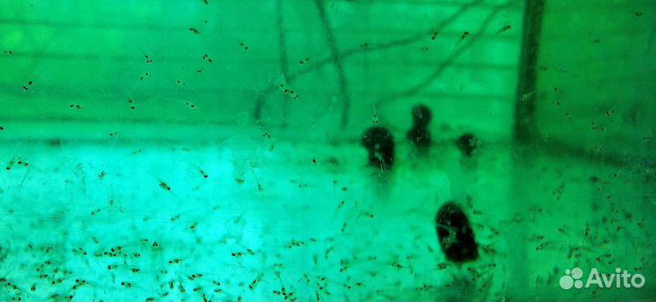 Неон голубой