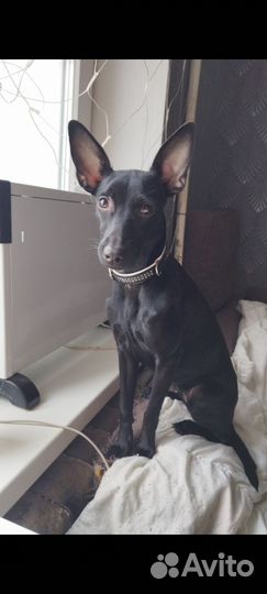 Собака Ксоло