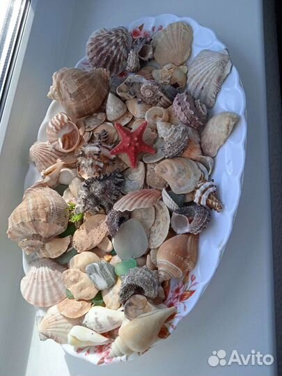 Ракушки и камушки с моря