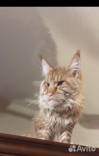 Мейнкуны полидакты и классики котята и вязка