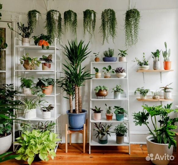 Уход за комнатными растениями