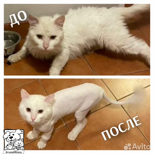 Стрижка кошек и котов (выезд на дом). грумер VIP