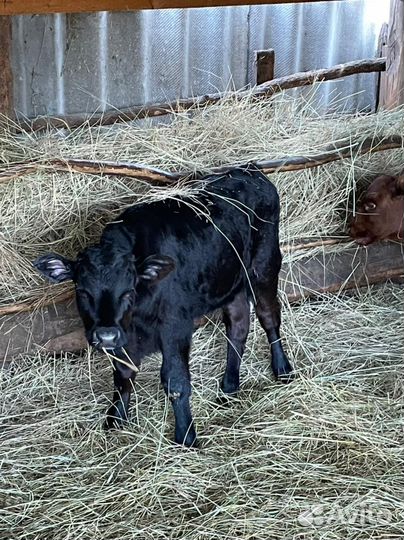 Тёлочки от 2 месяцев до года