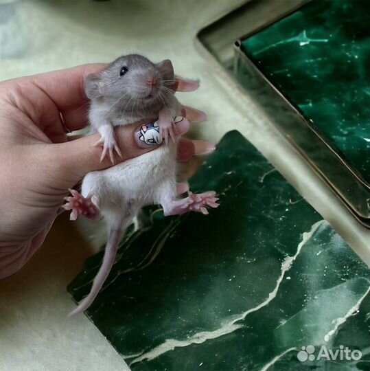 Крыса дамбо. Крысята дамбо. Крысята от Питомника