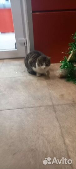 Кошки в добрые руки бесплатно