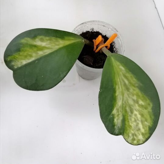 Хойи укорененные