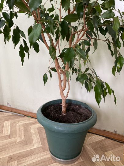 Фикус бенджамина