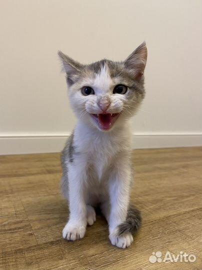 Трехцветный котенок