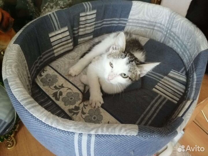 Девочка. Возраст 3 месяца. Стерилизация в подарок