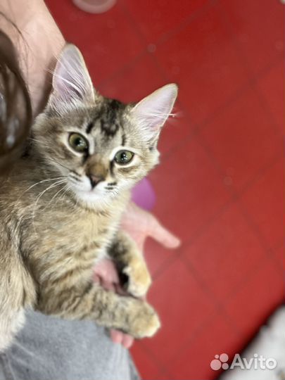 Котенок Фрейя ищет семью