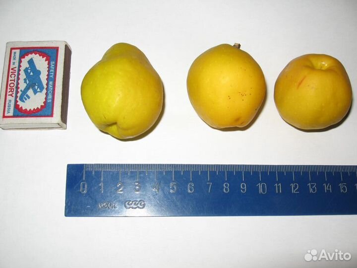 Саженцы и плоды айвы японской (хеномелес)