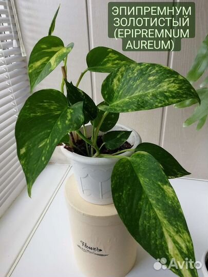 Сциндапсус эпипремнум