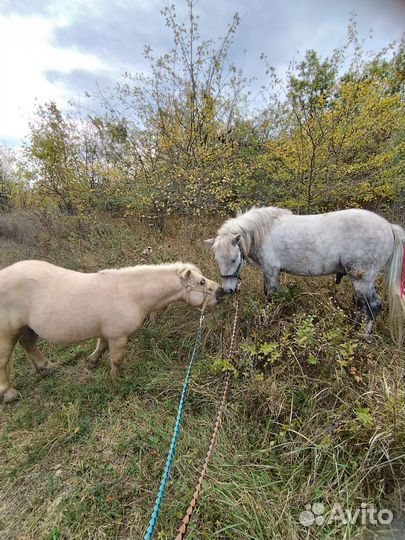 Продам пони 2 мерина