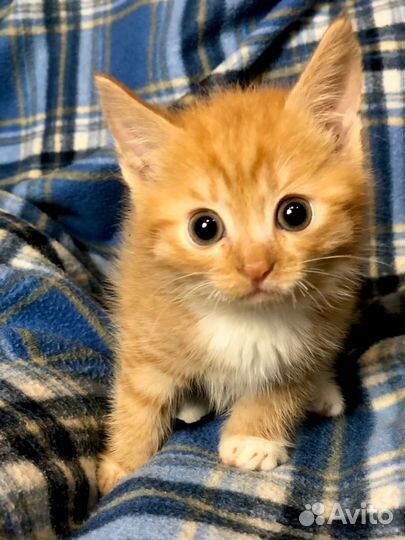 Рыжий котёнок 2 месяца в добрые руки