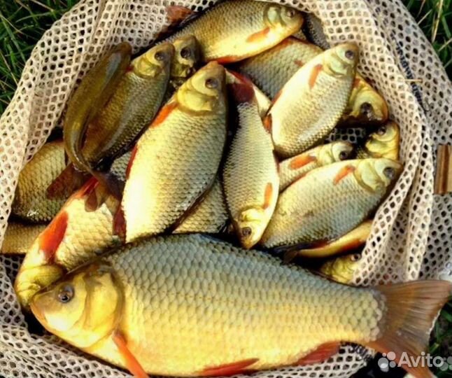 Живая рыба для пруда