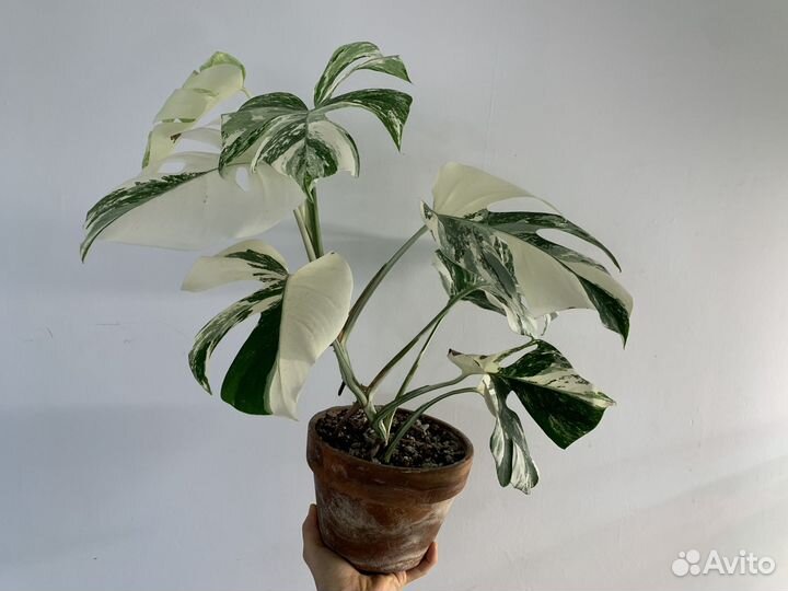 Монстера альба вариегатная