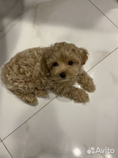 Мальтипу f1 мальчик красавчик