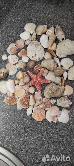 Морские ракушки