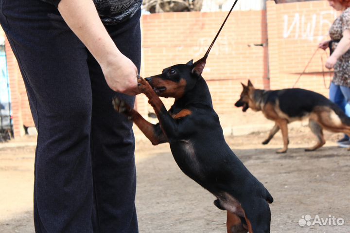 Кобель цвергпинчера,вязка
