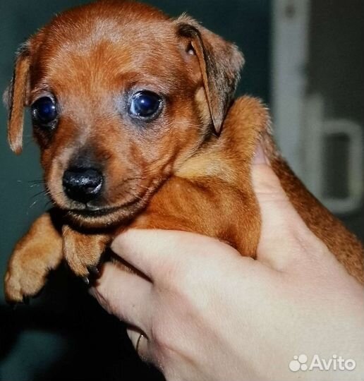 Щенки цвергпинчера