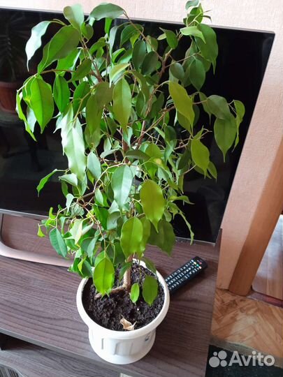 Комнатные цветы