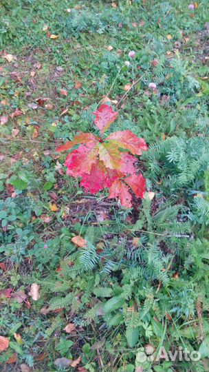 Саженцы красного дуба