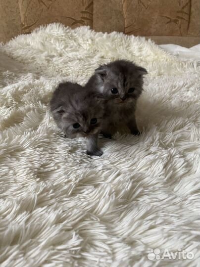 Шотландские котята