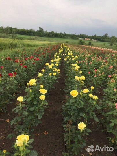 Кустовые розы саженцы