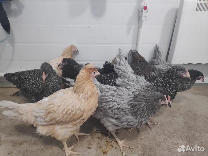 Доминант гс 459. Доминант гс 959 яйцо. Доминант гс 459. Несушка доминант gs459. Куры доминанты 459.