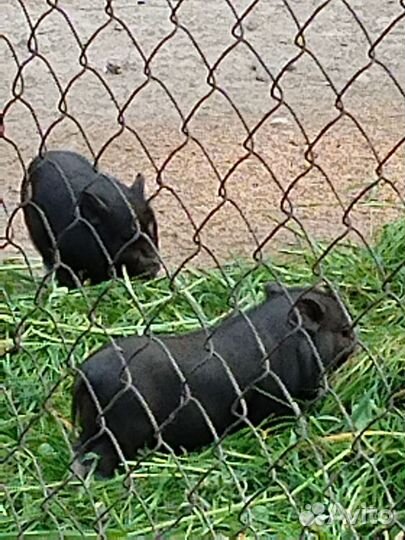 Вьетнамские поросятки