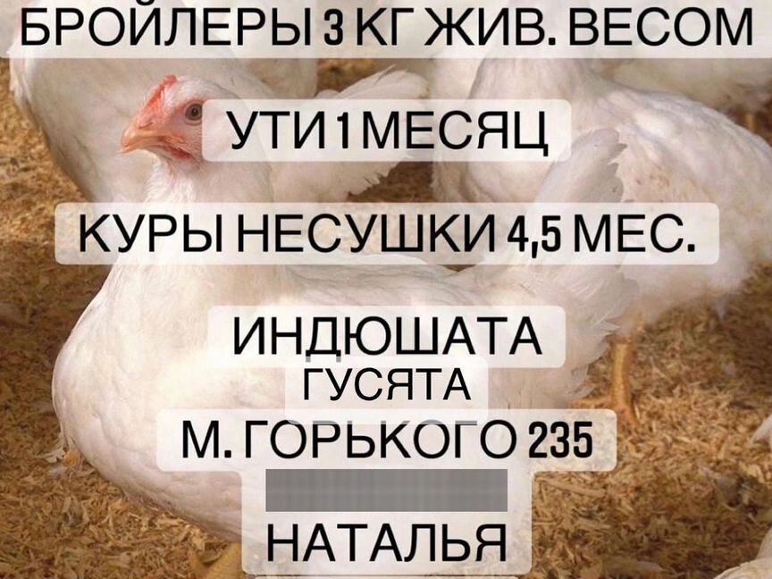 Утята 1 месяц,бройлеры 3-3,5 кг живым весом