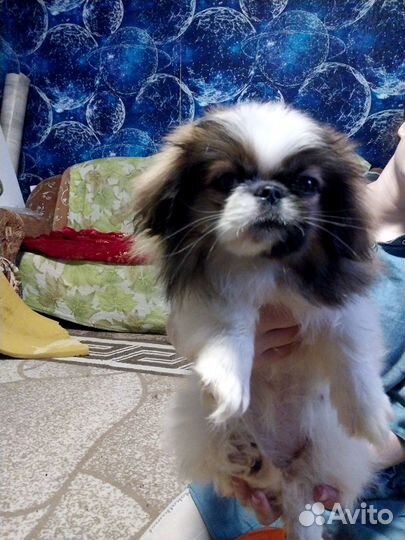 Щенки пекинеса