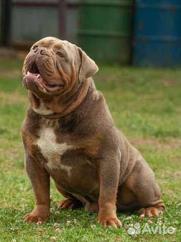 Староанглийский бульдог