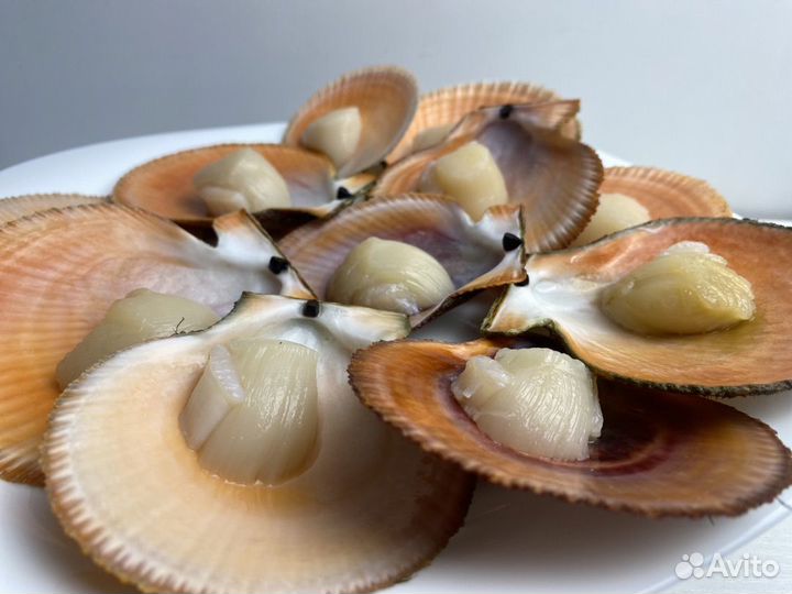 Морской гребешок на створке. Заморозка