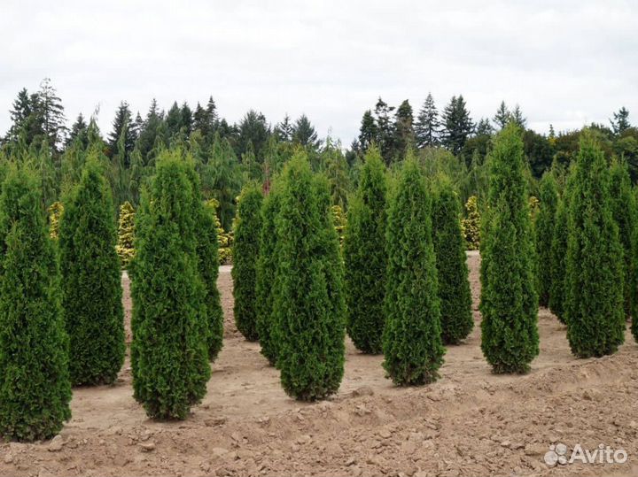 Туи с доставкой и посадкой