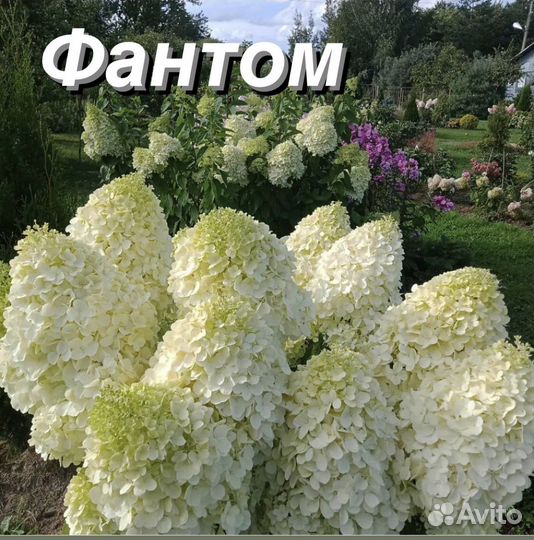 Гортензия метельчатая