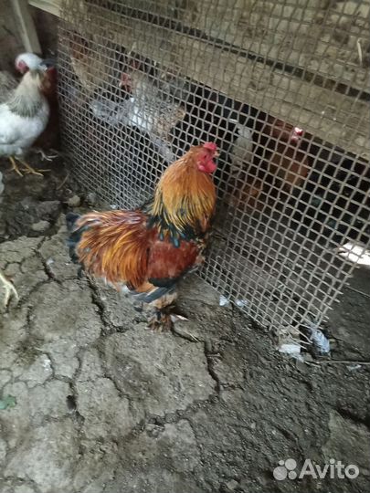 Куры несушки