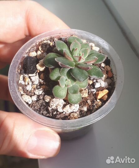 Эхеверии, суккуленты