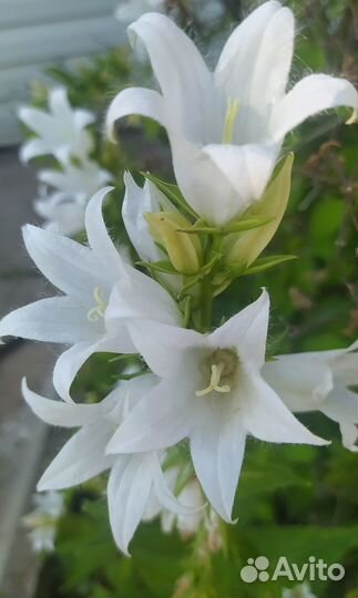 Вербейник, лихнис, колокольчик многолетники